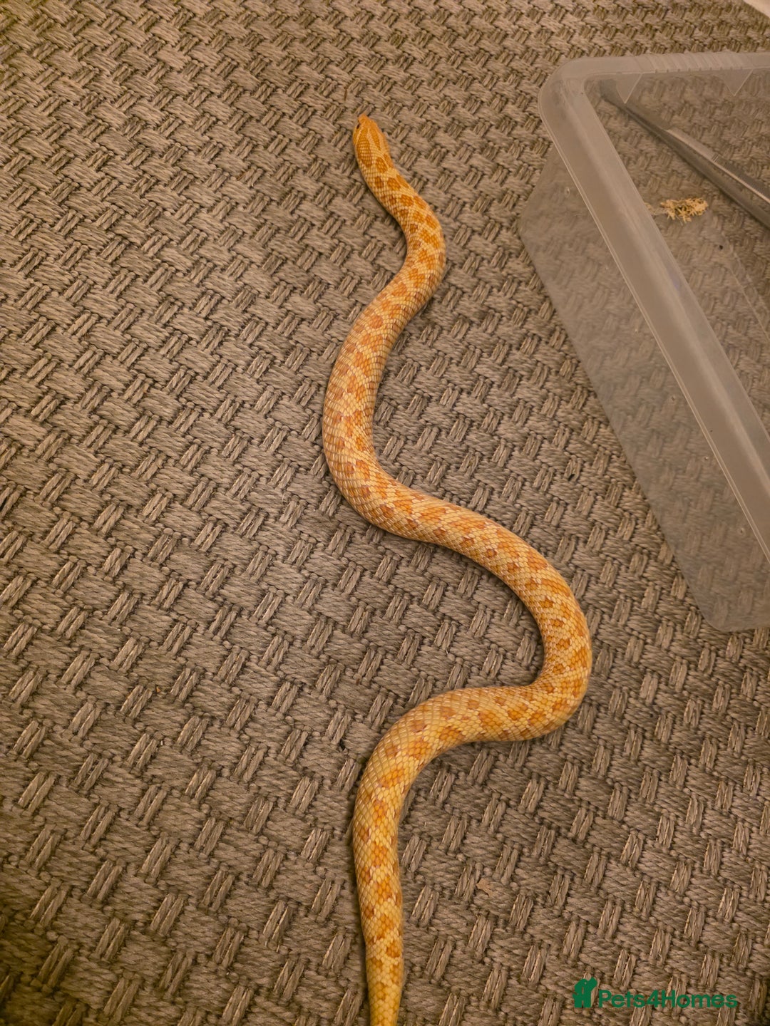 Snake reptiles for sale: CB21 Female Albino Hognose  - Advert 3