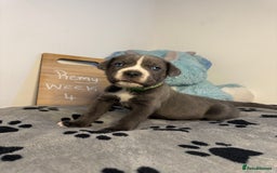 Cane Corso dogs for sale: Cane corso puppies for sale  - Image 12