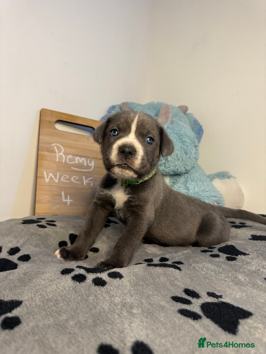 Cane Corso dogs for sale: Cane corso puppies for sale  - Image 12