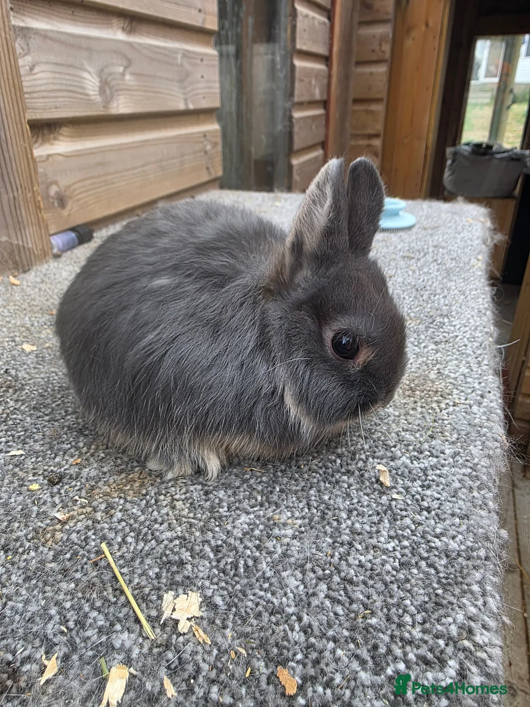 Netherland Dwarf rabbits for sale: Various netherland dwarf kits   - Advert 6