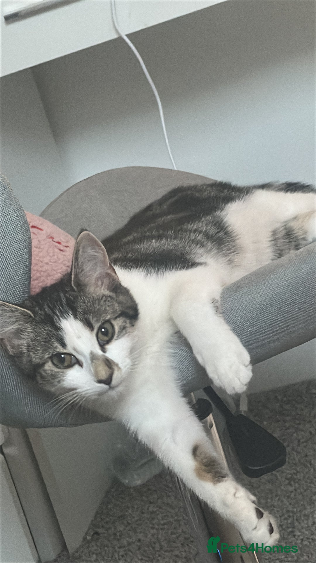 Mixed Breed cats for sale: Phoebe, 10 Months Old 🐾 🩷 - Advert 15