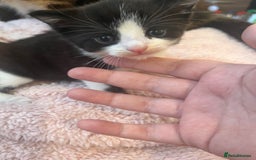 Mixed Breed cats for sale: 2 kittens  - Image 15