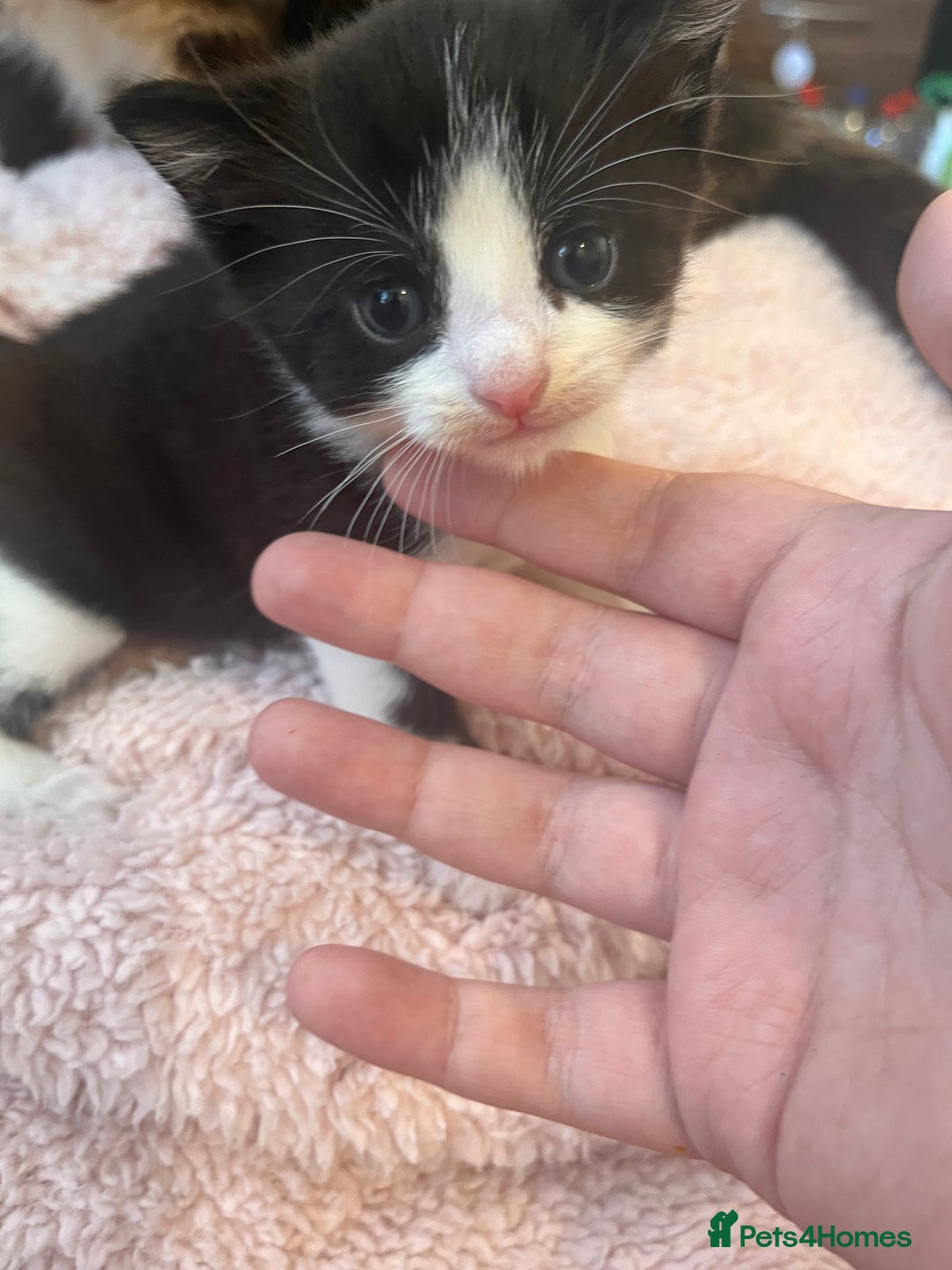 Mixed Breed cats for sale: 2 kittens  - Image 15