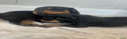 Rottweiler dogs for sale: OUTSTANDING QUALITY GERMAN ROTTWEILER PUPPIES  in Canvey Island - Advert 9