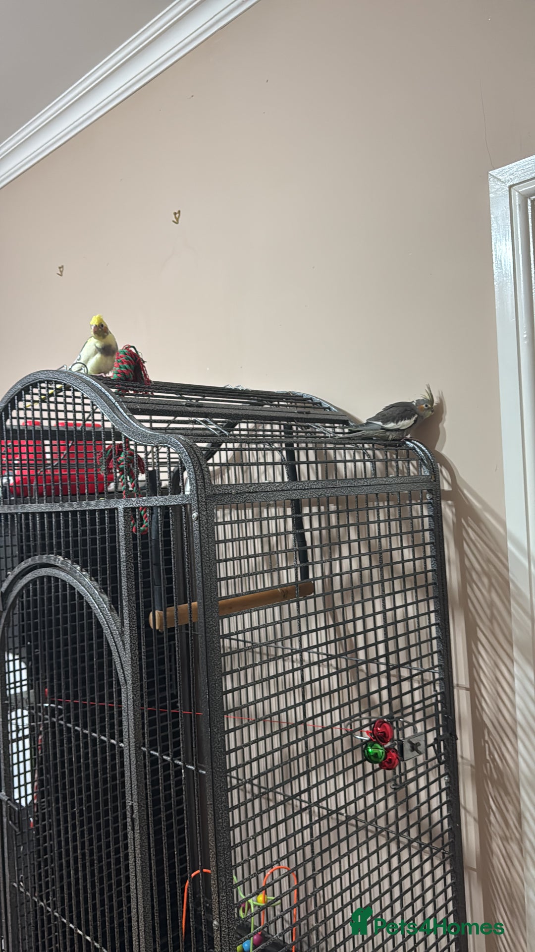Cockatiels birds for sale: Cocatiels  - Image 3