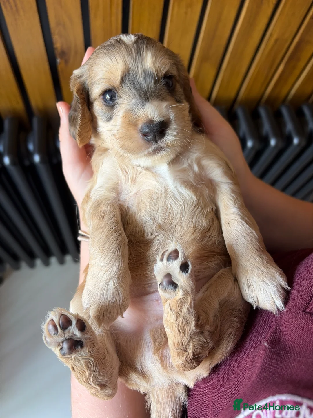 Mixed Breed dogs for sale: Sprockerpoo Puppies  - Advert 1