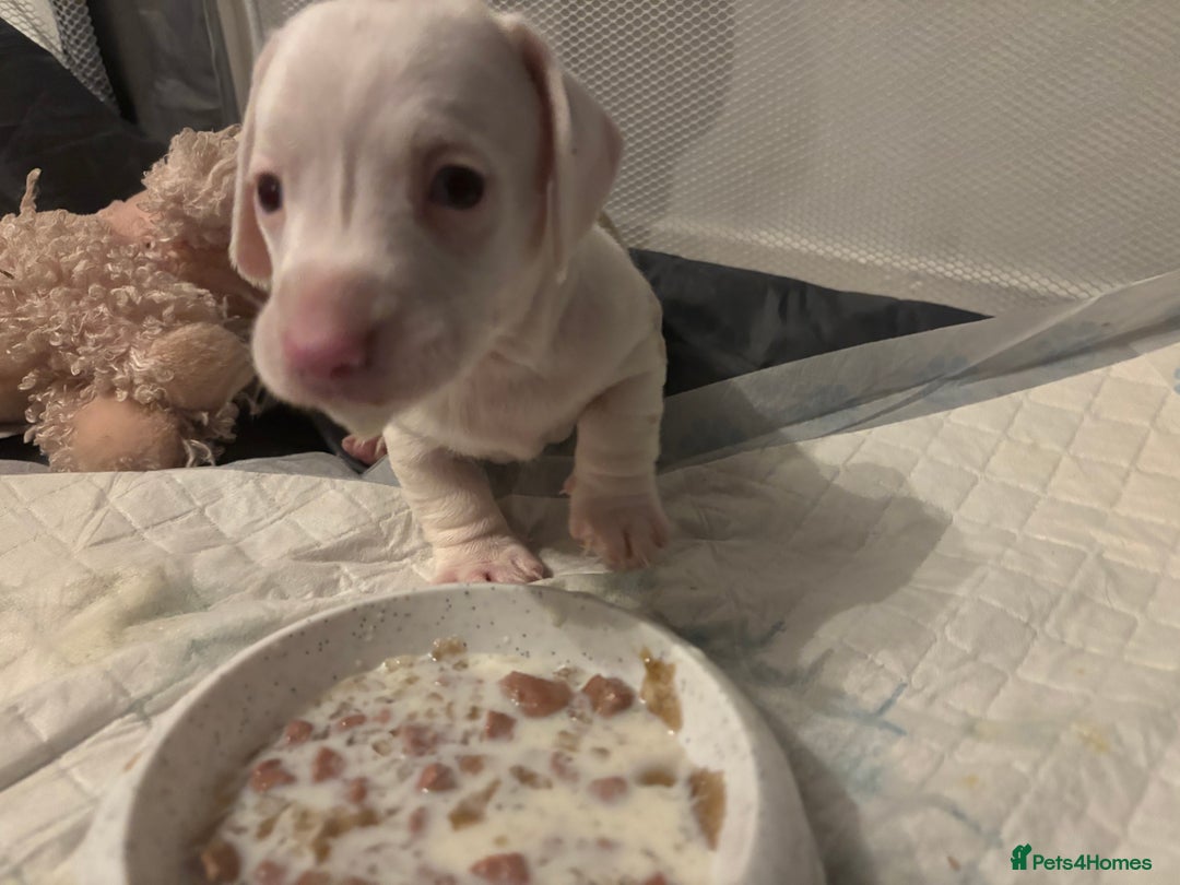 Dachshund dogs for sale: Pink and white albino chocolate dapple dachshund  - Advert 6