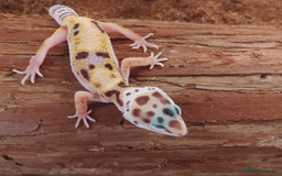 Leopard Gecko reptiles for sale: Beautiful Leopard Gecko Babies – Ready Now! - Image 8