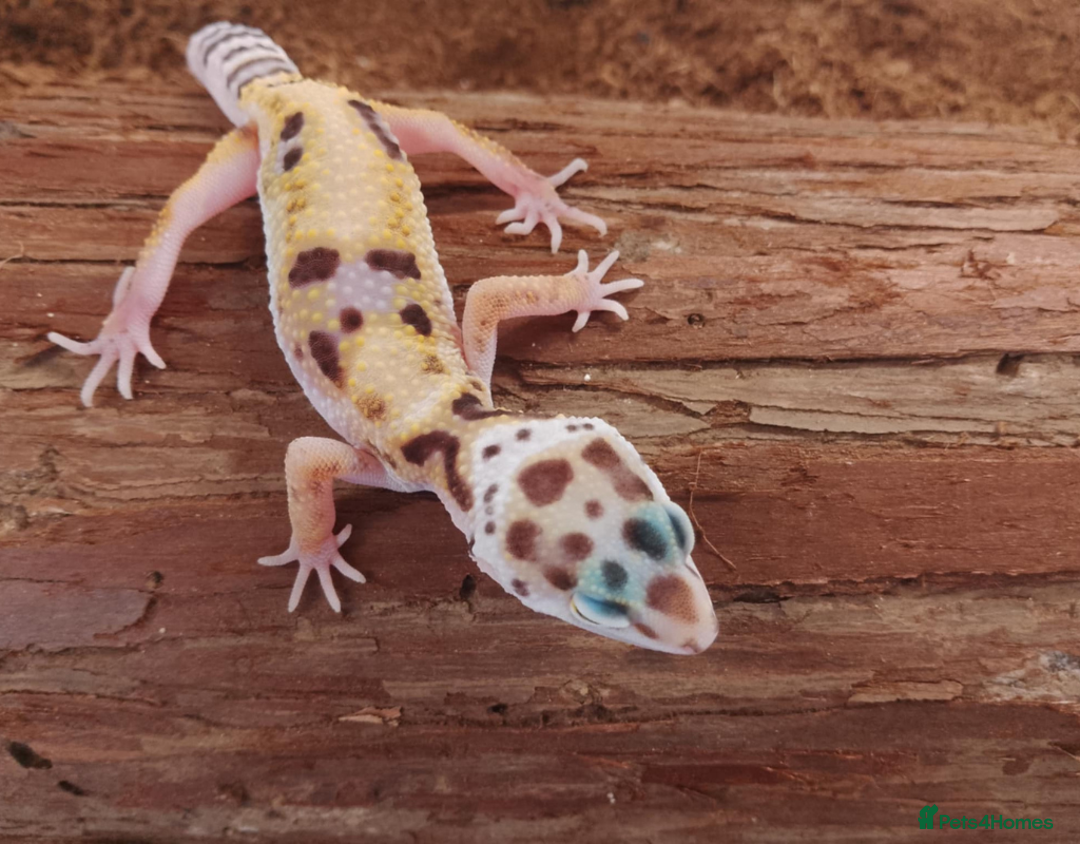 Leopard Gecko reptiles for sale: Beautiful Leopard Gecko Babies – Ready Now! - Image 8