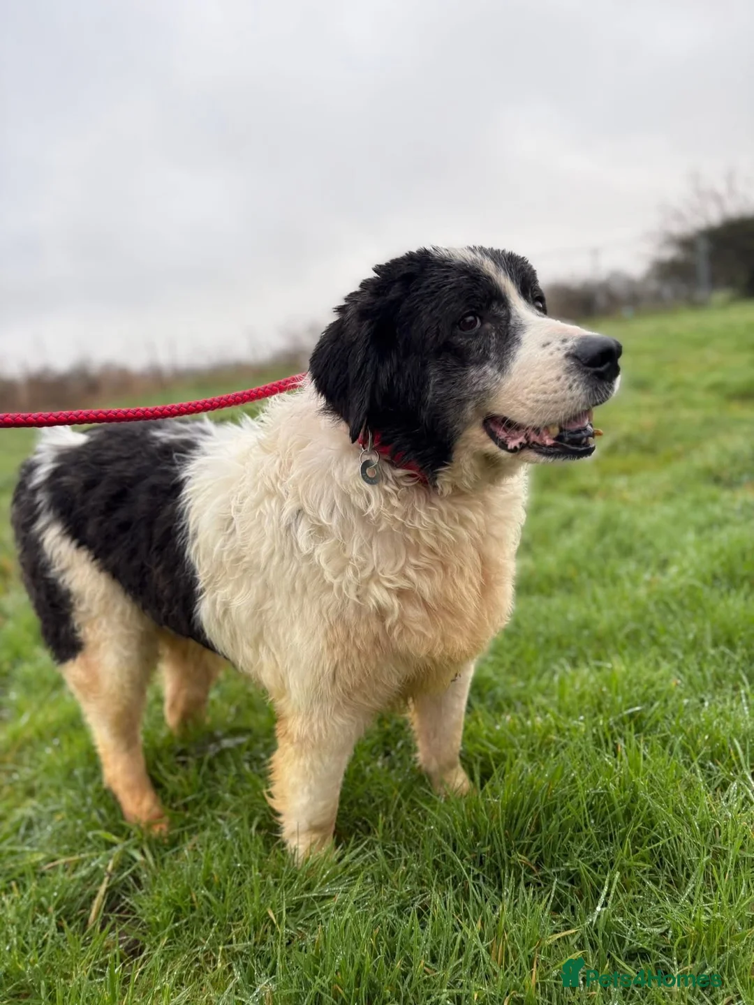 Mixed Breed dogs for adoption: Spiky - Norwich Norfolk  - Advert 5