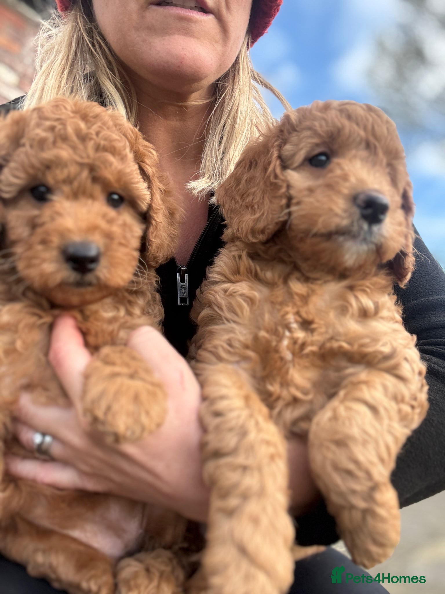 Cockapoo dogs Cockapoo puppies  - Advert 5