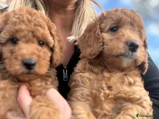 Cockapoo dogs Cockapoo puppies - Advert 5