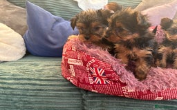 Yorkshire Terrier dogs for sale: Stunning Yorkshire terriers - Image 11