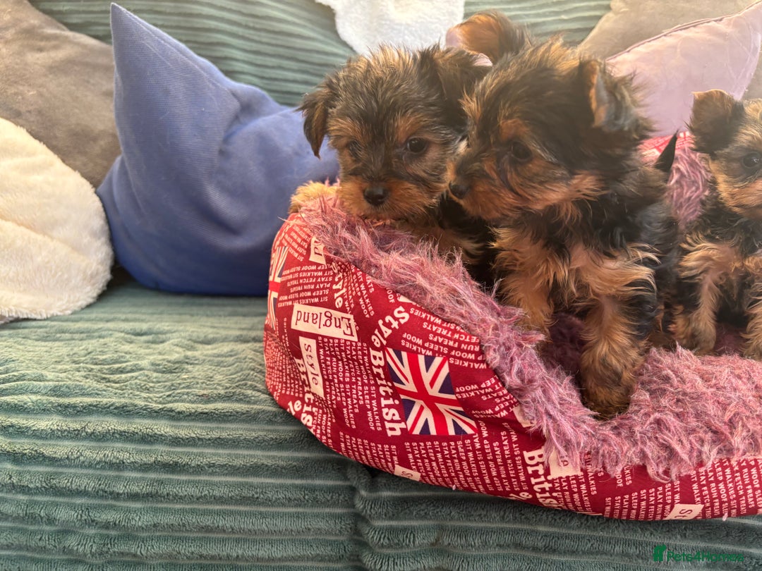 Yorkshire Terrier dogs for sale: Stunning Yorkshire terriers - Image 11