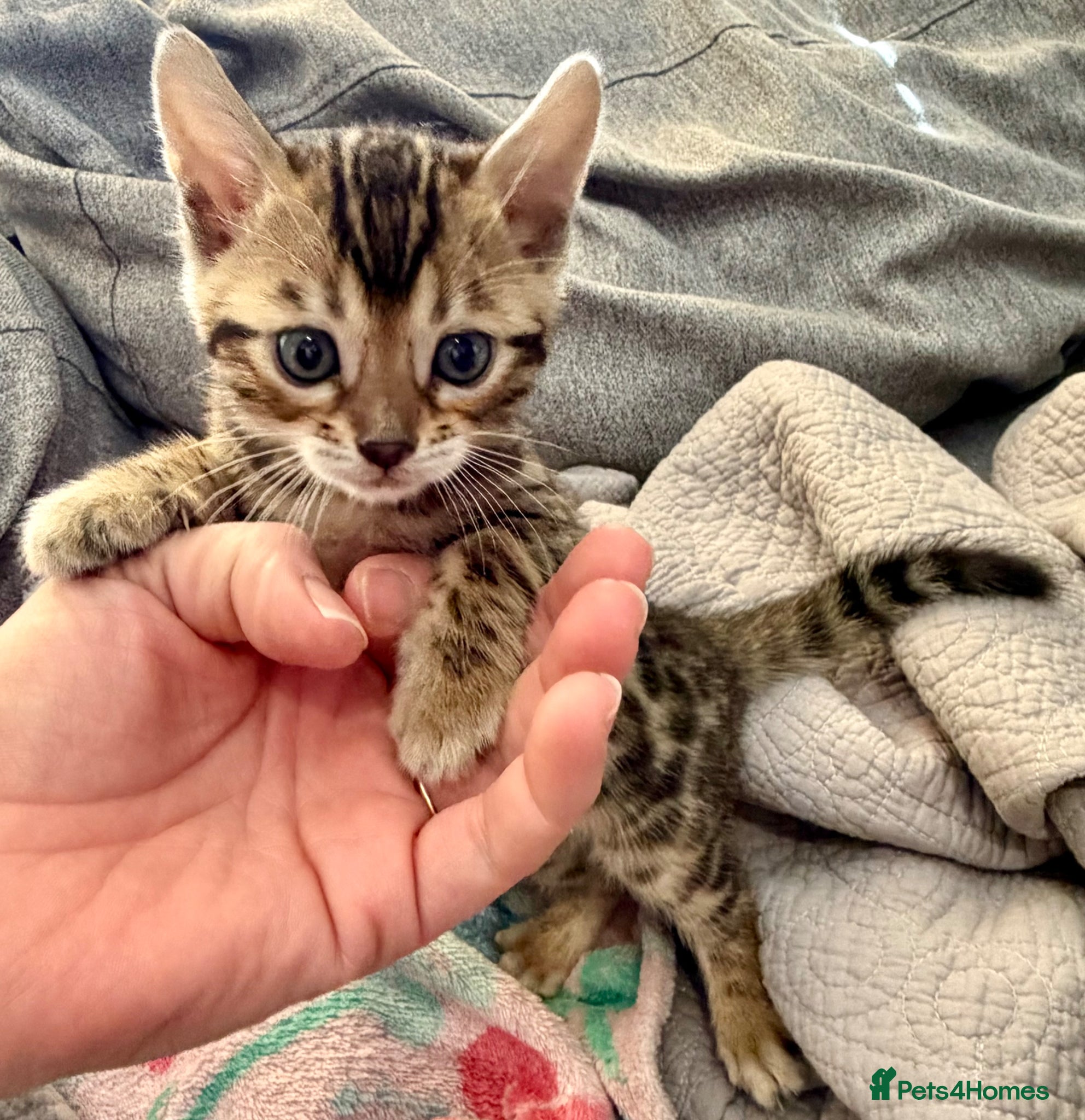 Bengal cats 4 Gorgeous Bengal Kittens ready for reservation  - Advert 1