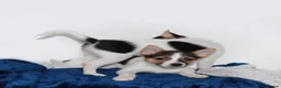 Mixed Breed dogs for sale: 3 Small Mixed breed puppies  in Manchester - Advert 28