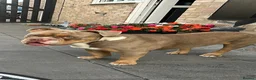 English Bulldog dogs for sale: Bruno - Advert 1