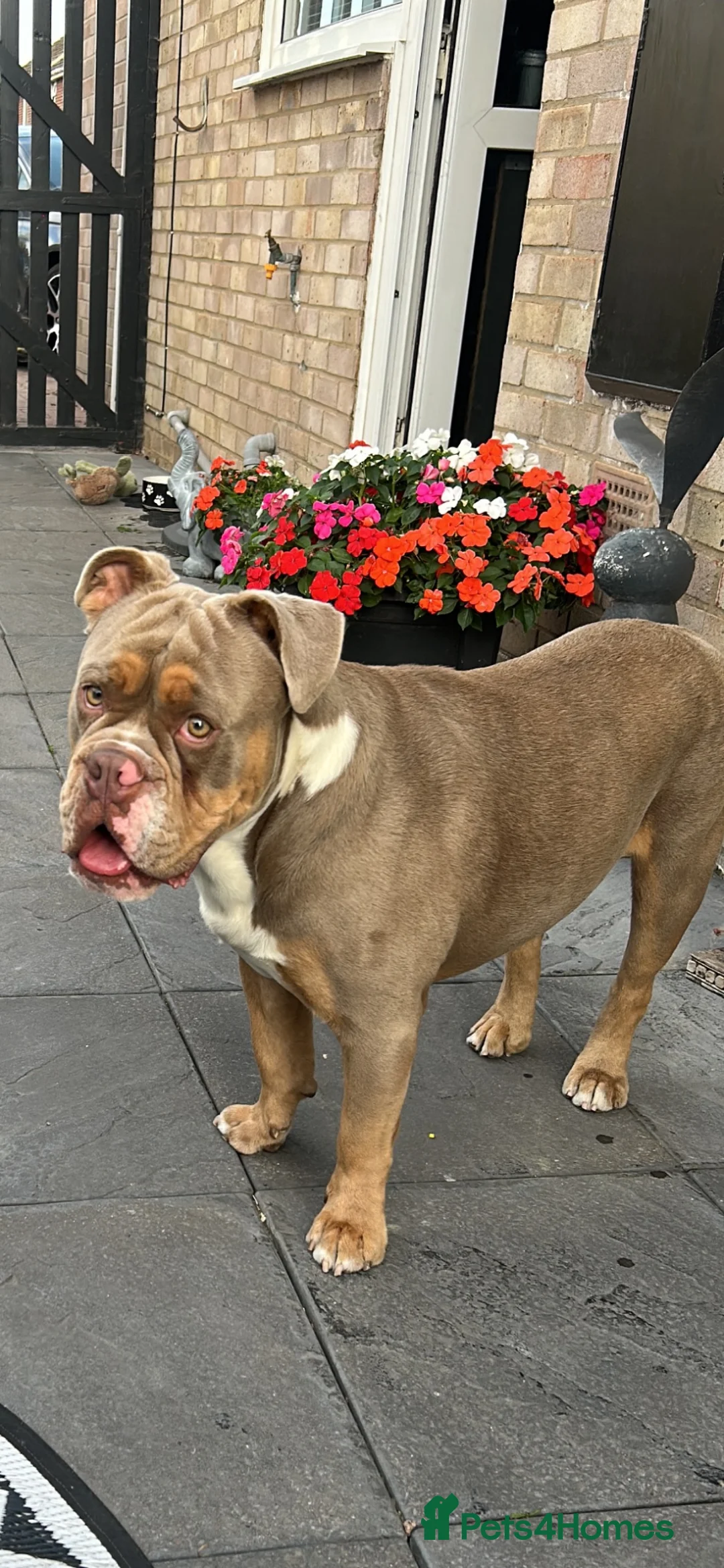English Bulldog dogs for sale: Bruno - Advert 1