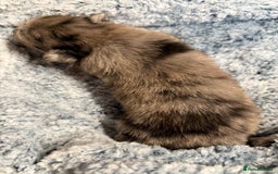 Pomeranian dogs for sale: Very adorable Pomeranian Puppies - Image 14