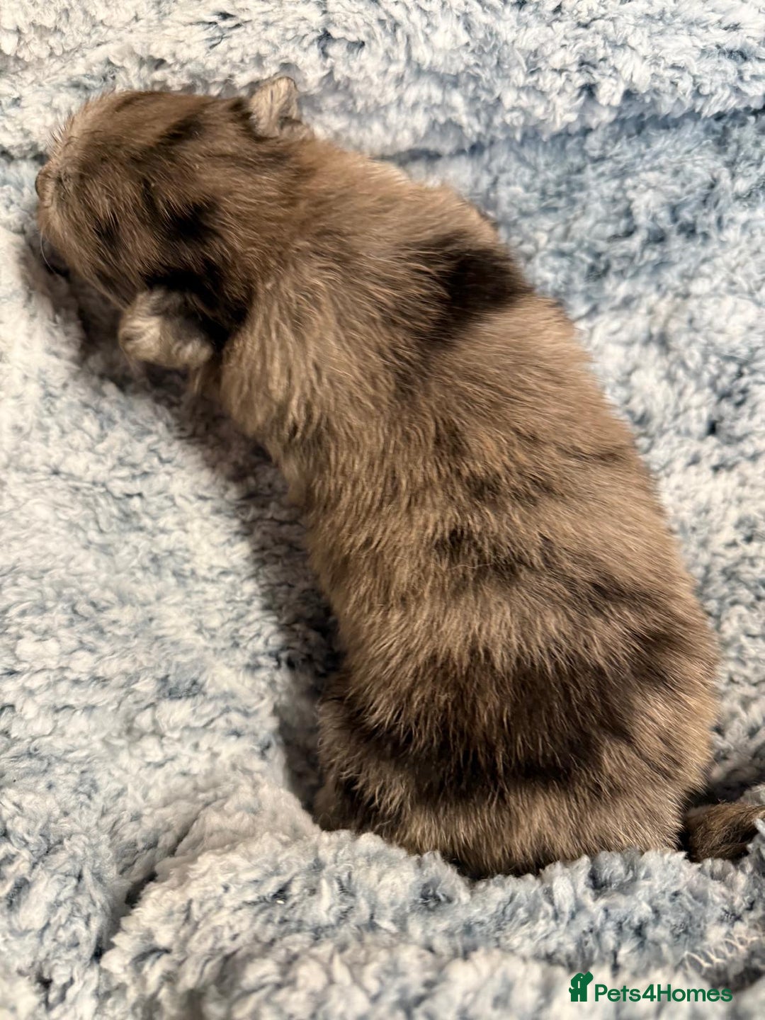 Pomeranian dogs for sale: Very adorable Pomeranian Puppies - Image 14