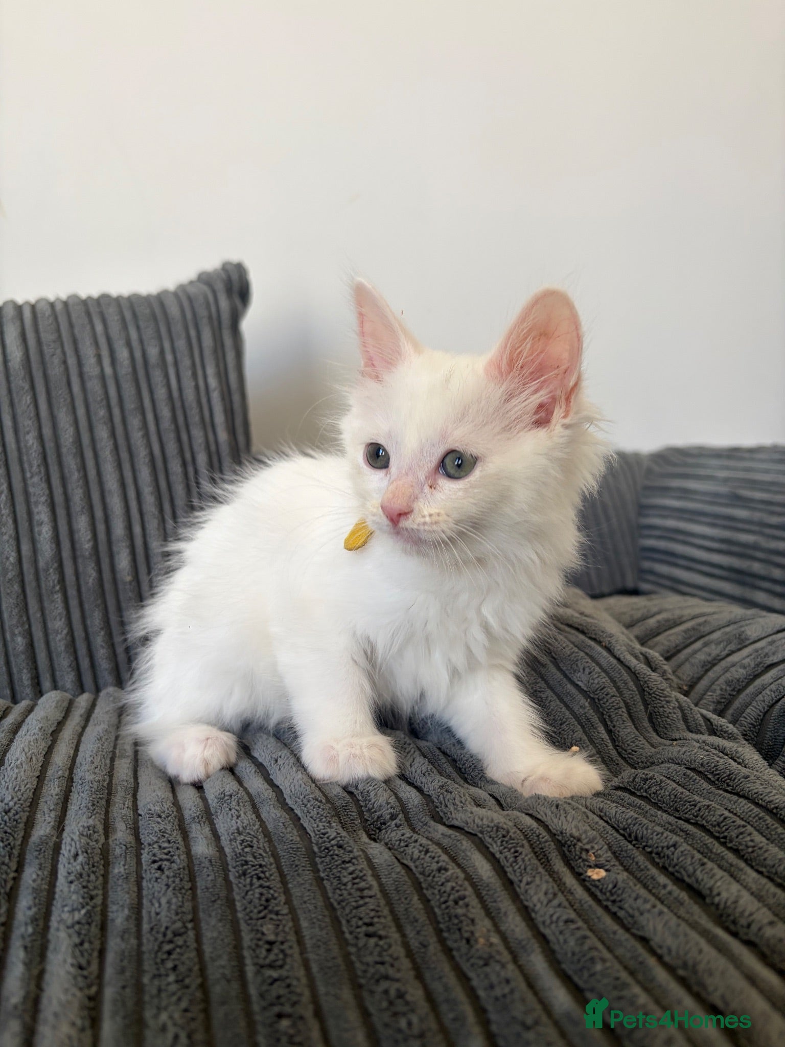 Mixed Breed cats Mixed Maine Coon - Advert 1