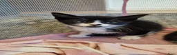 Mixed Breed cats for sale: 8 weeks old kittens ip3 (mum is half maine coon) - Advert 22