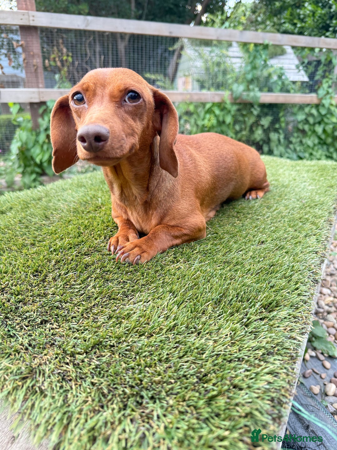 Miniature Dachshund dogs for sale: Miniature red dachshunds - Image 21