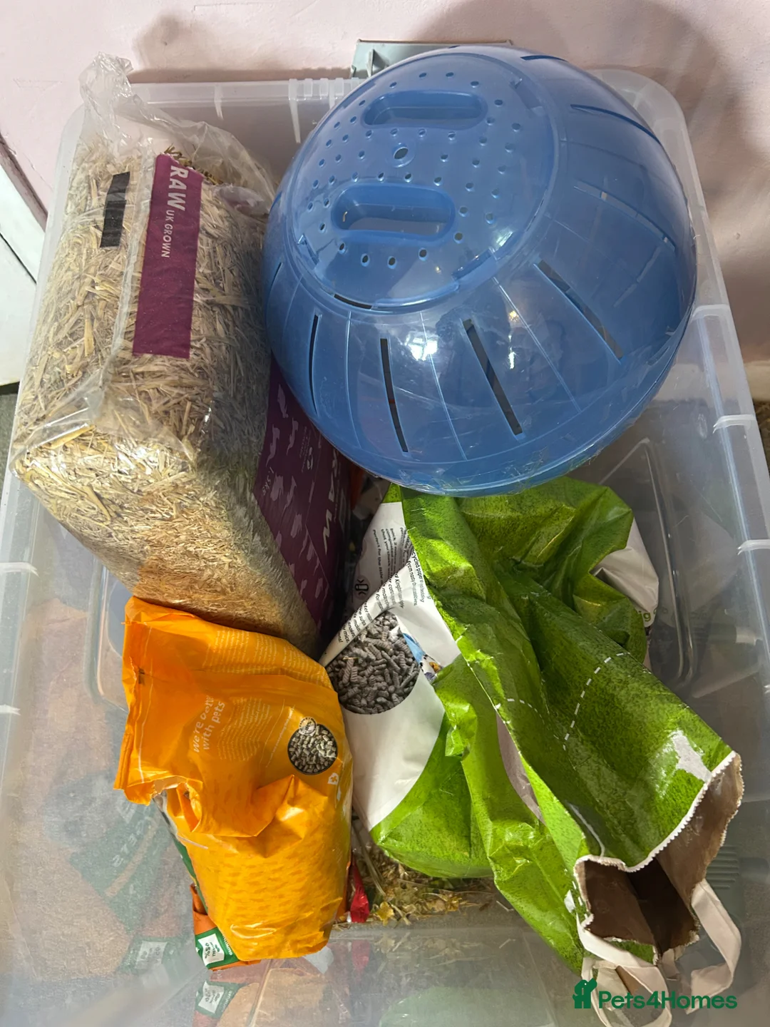 Rat rodents for sale: 2 girl rats in Feltham - Advert 5