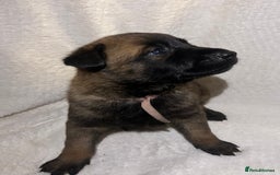 Belgian Shepherd Dog dogs for sale: Belgian malinois puppies  - Image 5