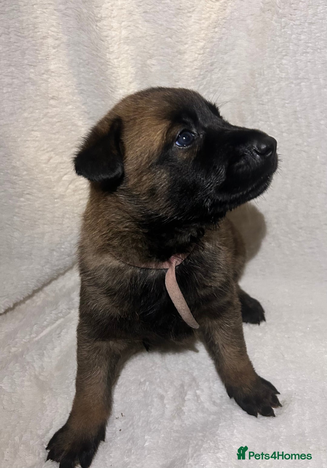 Belgian Shepherd Dog dogs for sale: Belgian malinois puppies  - Image 5