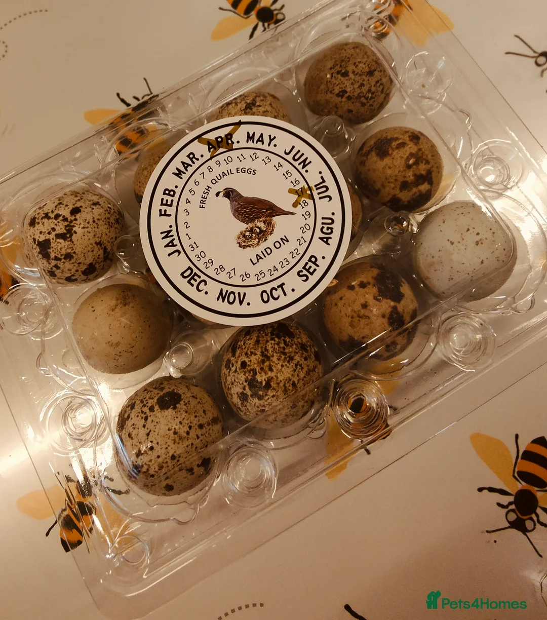 Quail poultry for sale: 3-week-old quails for sale 🐥 in Halifax - Advert 4