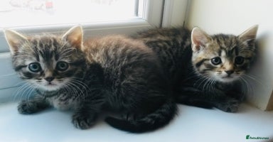 Mixed Breed cats - Advert 6