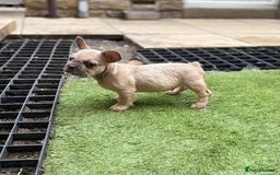 French Bulldog dogs for sale: 9 week old male Furnishing French bulldog (Bear) - Image 4