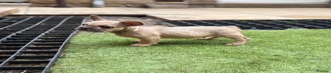 French Bulldog Puppy 1