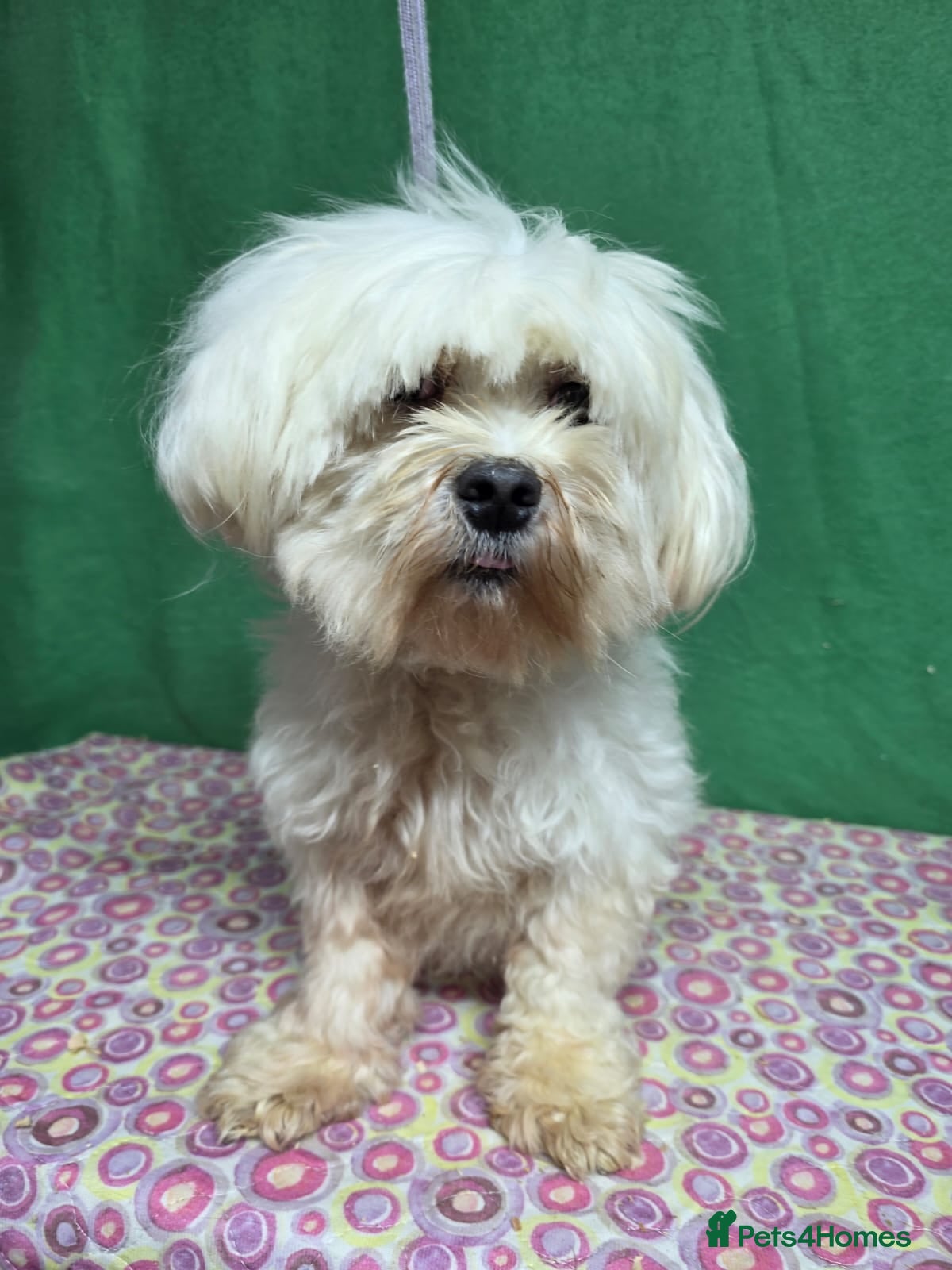 Maltese dogs MIMI – Maltese (Female) - Advert 8