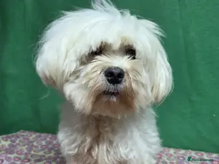 Maltese dogs MIMI – Maltese (Female) - Advert 1
