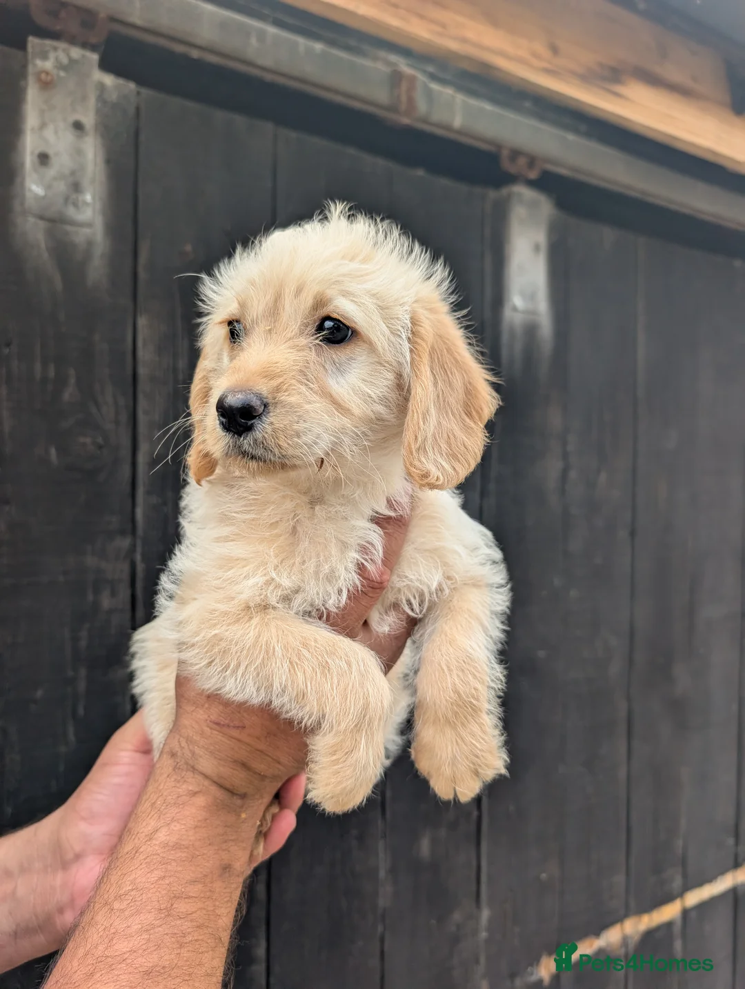 Labradoodle dogs for sale: Labradoodle puppies  - Advert 2