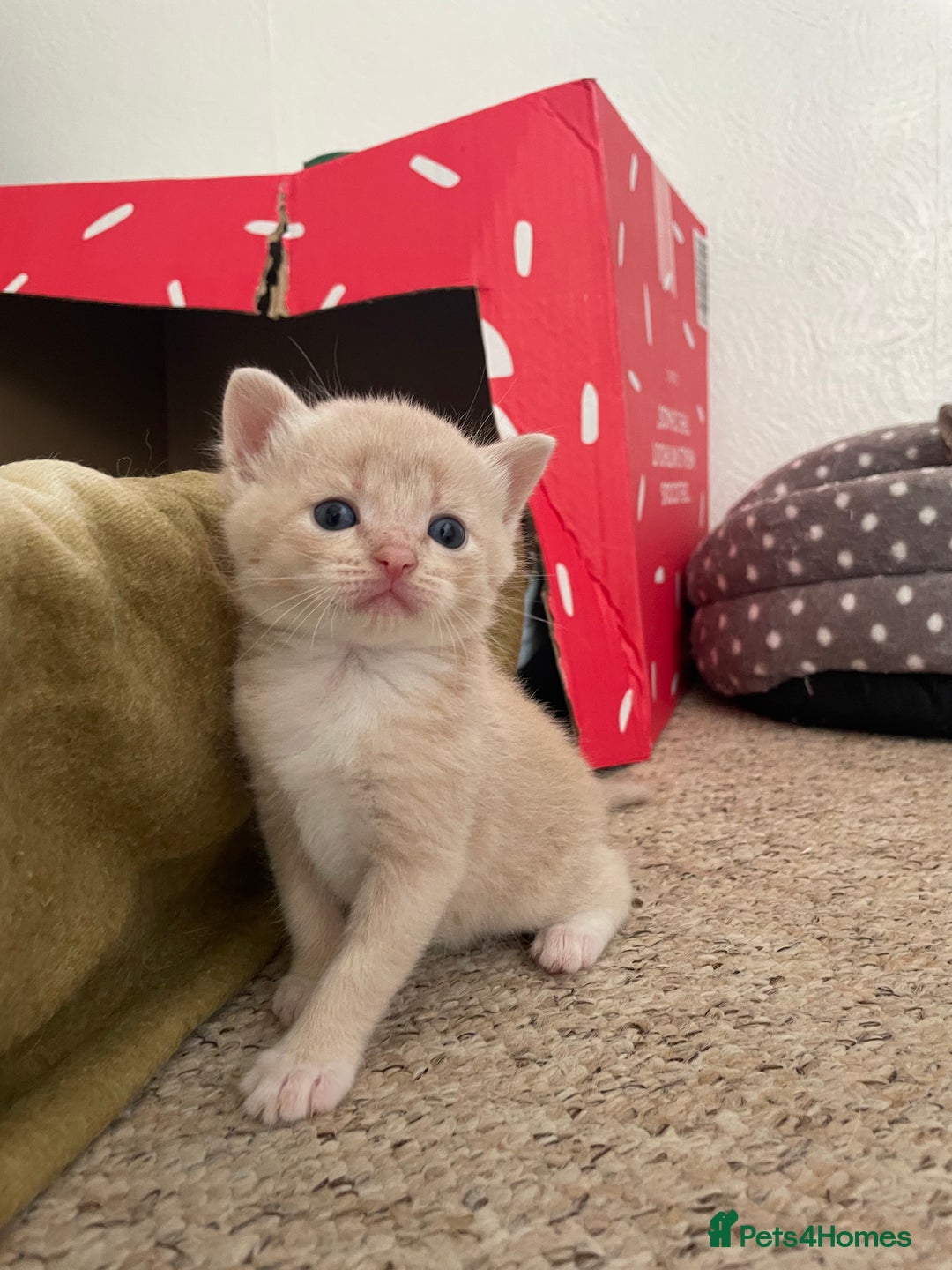 Munchkin cats for sale: Munchkin kittens for sale - Image 9