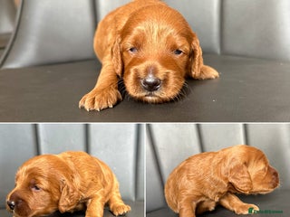 Cockapoo dogs - Advert 15