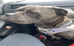 Cane Corso dogs for sale: Bonnie  - Image 7