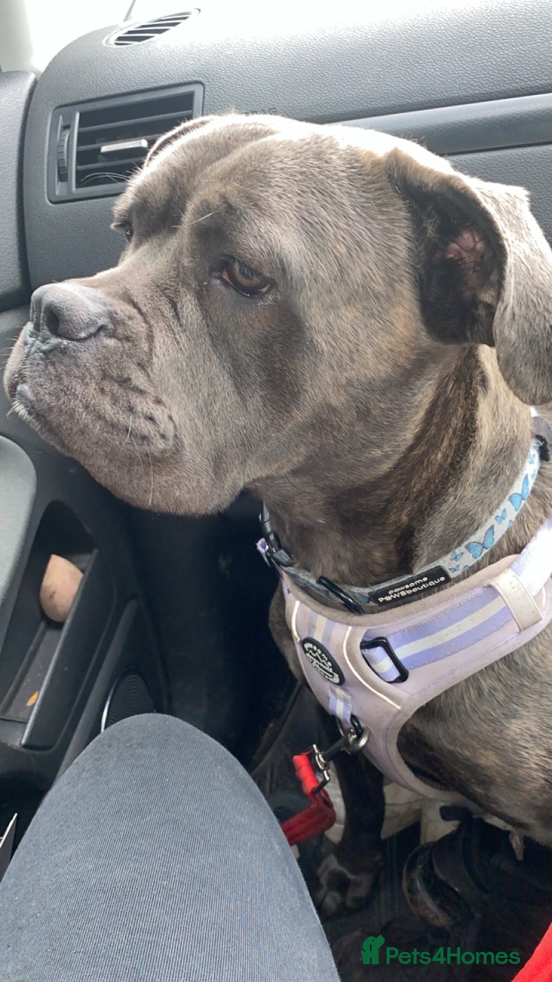 Cane Corso dogs for sale: Bonnie  - Image 7