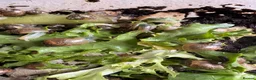 Snails invertebrates for sale: African snail babies  - Advert 9