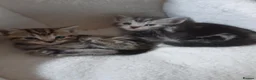 Domestic Shorthair cats for sale: Lovely Litter Of Kittens - Advert 3