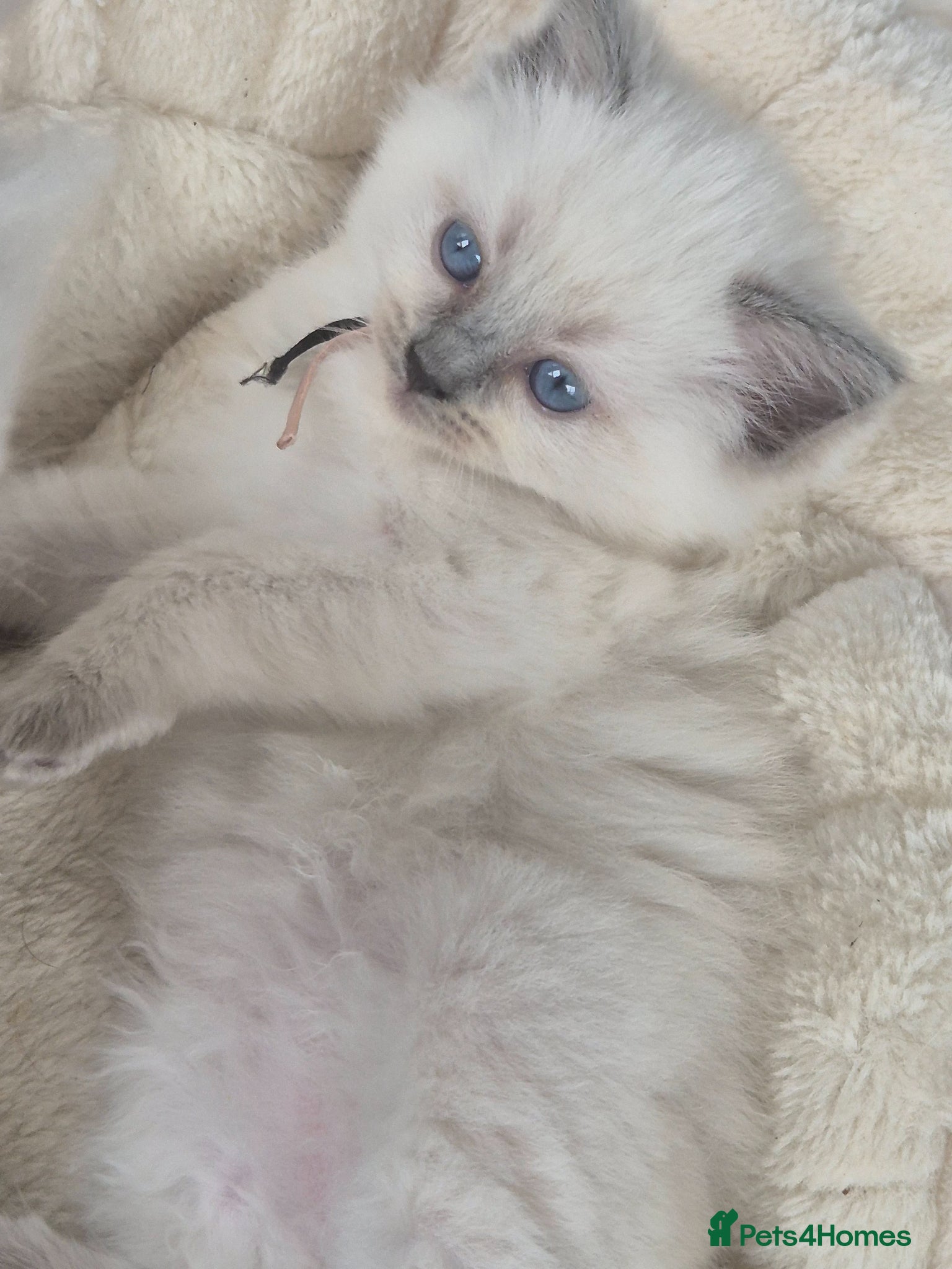 Ragdoll cats Beautiful ragdolls gccf and tica registered - Advert 2