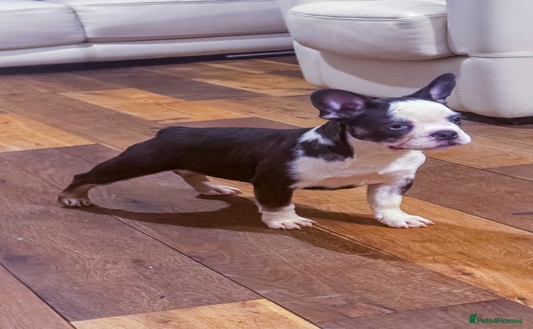 French Bulldog dogs - Advert 1