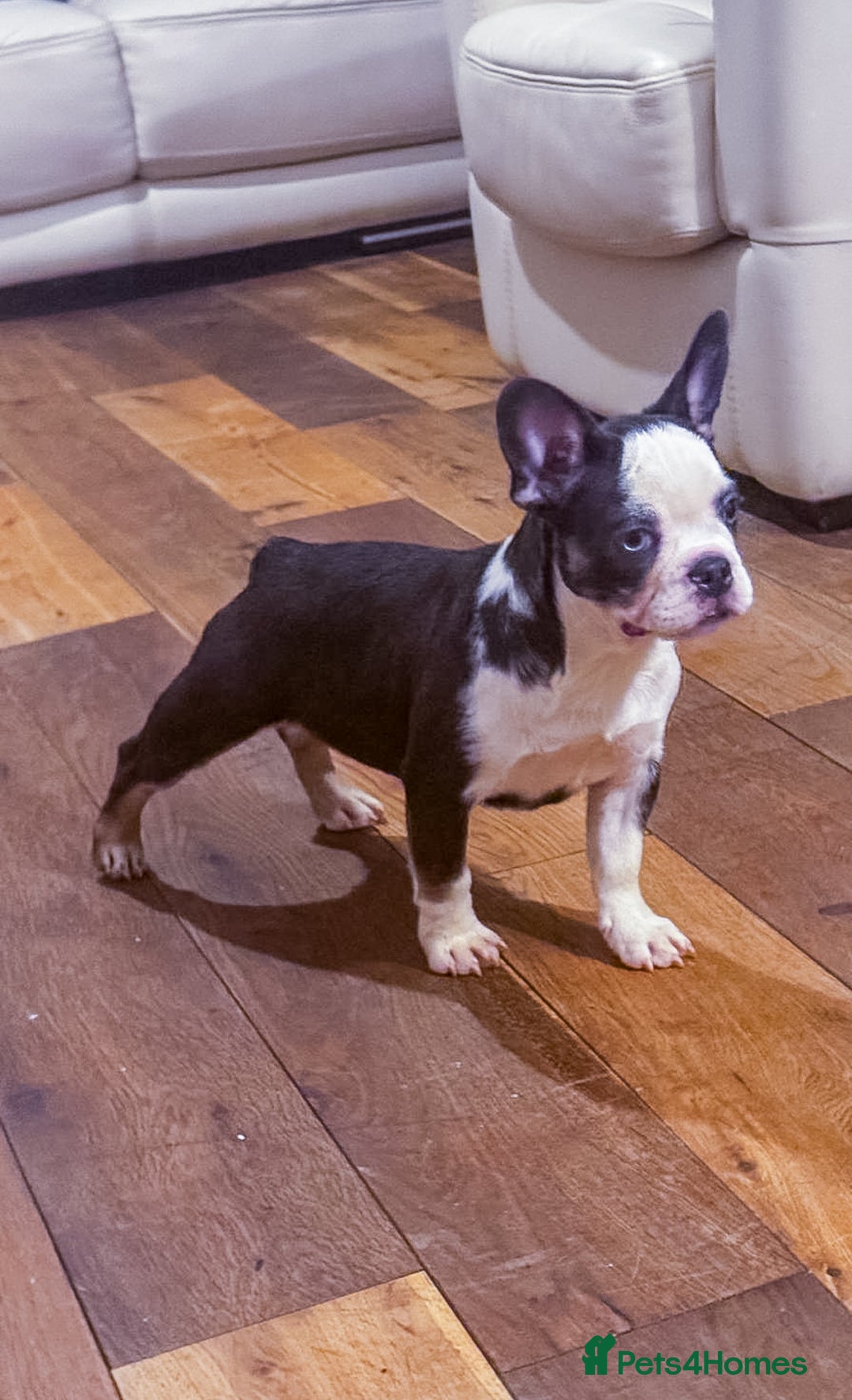 French Bulldog dogs for sale: Top Notch French Bulldog puppies  - Advert 1
