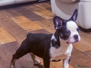 French Bulldog dogs - Advert 14