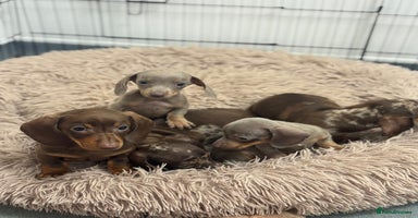 Miniature Dachshund dogs - Advert 6