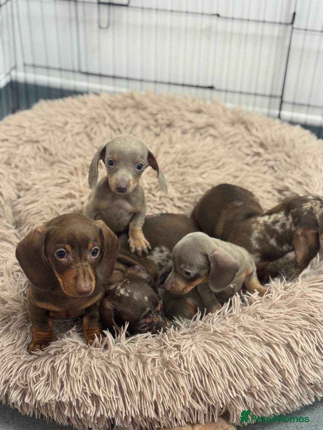 Miniature Dachshund dogs for sale: 5⭐️ Licensed breeder. Kc registered mini dachshund - Image 2