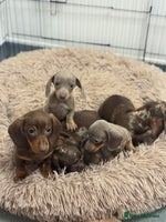 Miniature Dachshund dogs - Advert 1
